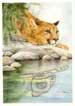 Cougar Reflection